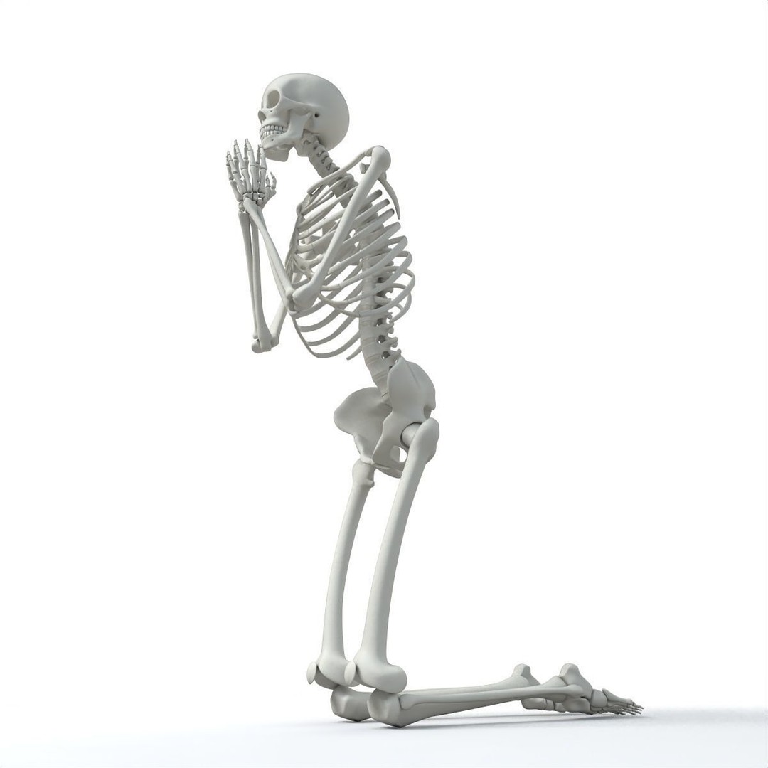 Human Skeleton 3D Model – Low Poly Character Anatomy, FBX - View 39