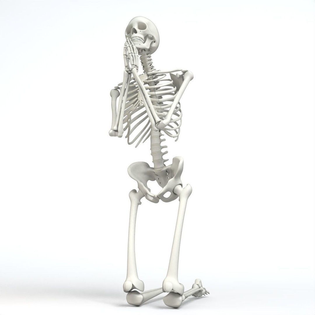 Human Skeleton 3D Model – Low Poly Character Anatomy, FBX - View 4
