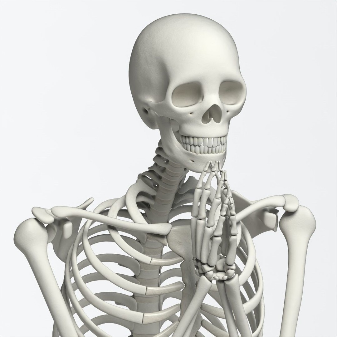 Human Skeleton 3D Model – Low Poly Character Anatomy, FBX - View 40