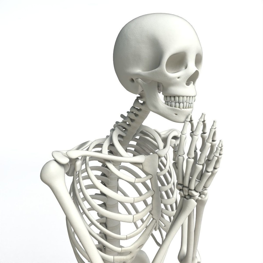 Human Skeleton 3D Model – Low Poly Character Anatomy, FBX - View 41
