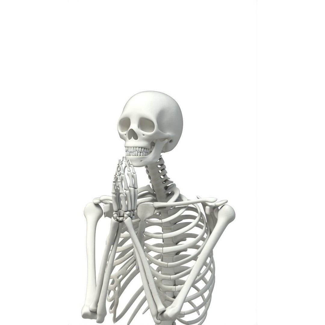 Human Skeleton 3D Model – Low Poly Character Anatomy, FBX - View 42