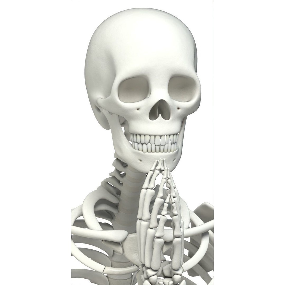 Human Skeleton 3D Model – Low Poly Character Anatomy, FBX - View 43