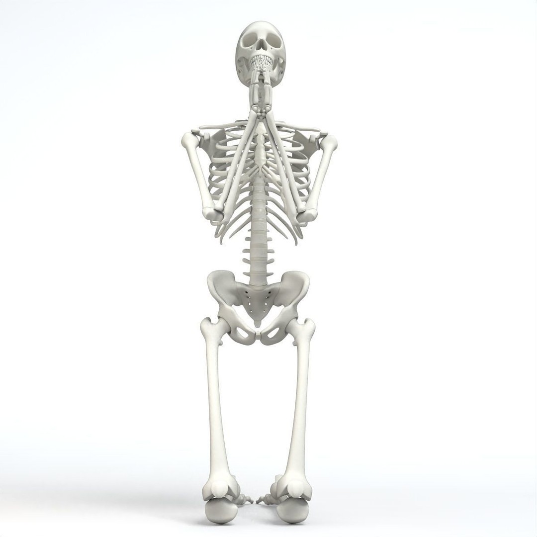 Human Skeleton 3D Model – Low Poly Character Anatomy, FBX - View 5