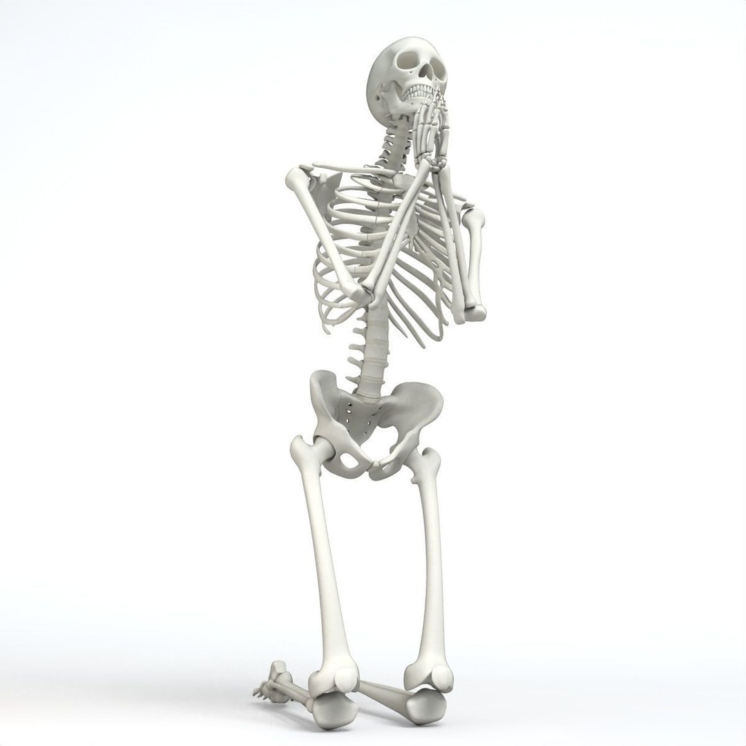 Human Skeleton 3D Model – Low Poly Character Anatomy, FBX - View 6