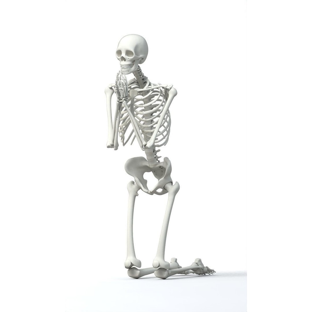 Human Skeleton 3D Model – Low Poly Character Anatomy, FBX - View 7