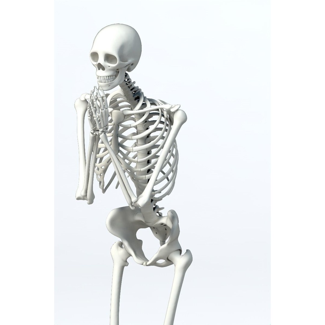 Human Skeleton 3D Model – Low Poly Character Anatomy, FBX - View 8