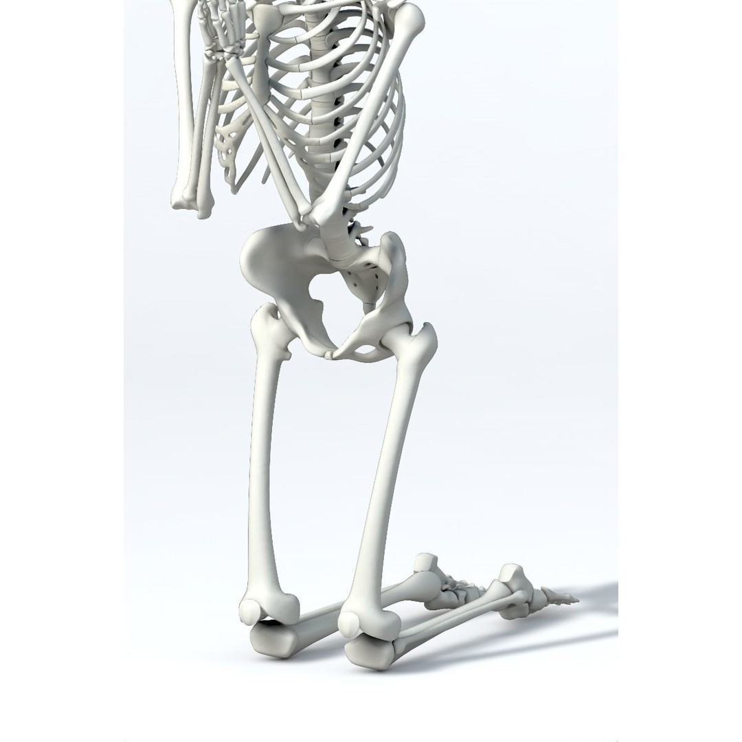 Human Skeleton 3D Model – Low Poly Character Anatomy, FBX - View 9