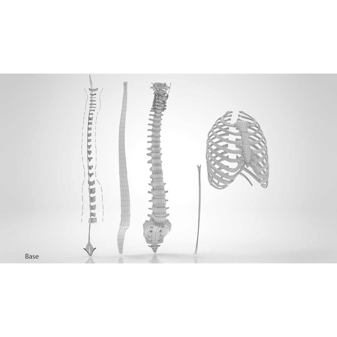 Human Trunk with Ligaments 3D Model – High-Quality Medical Asset, FBX