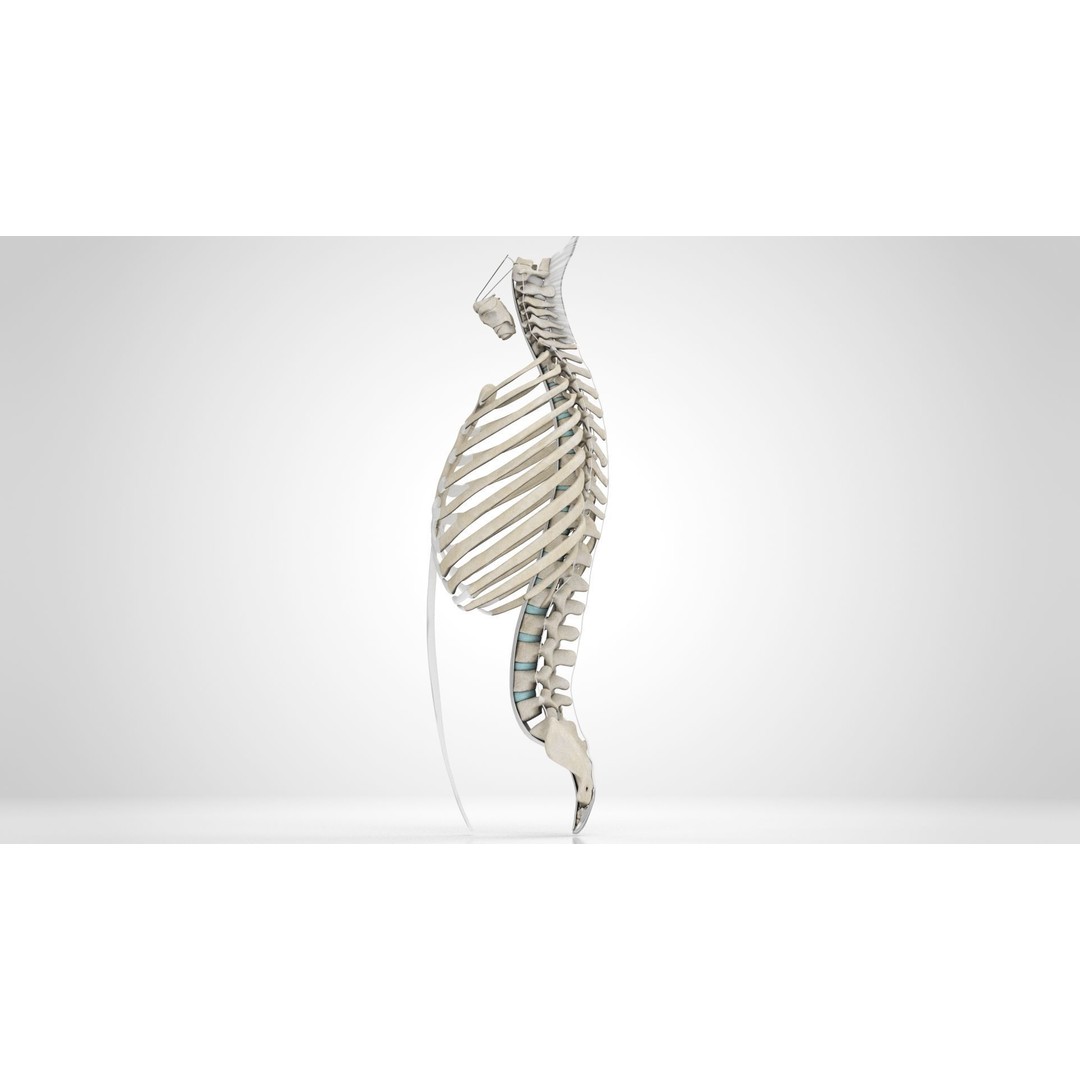 Human Trunk with Ligaments 3D Model – High-Quality Medical Asset, FBX - View 10