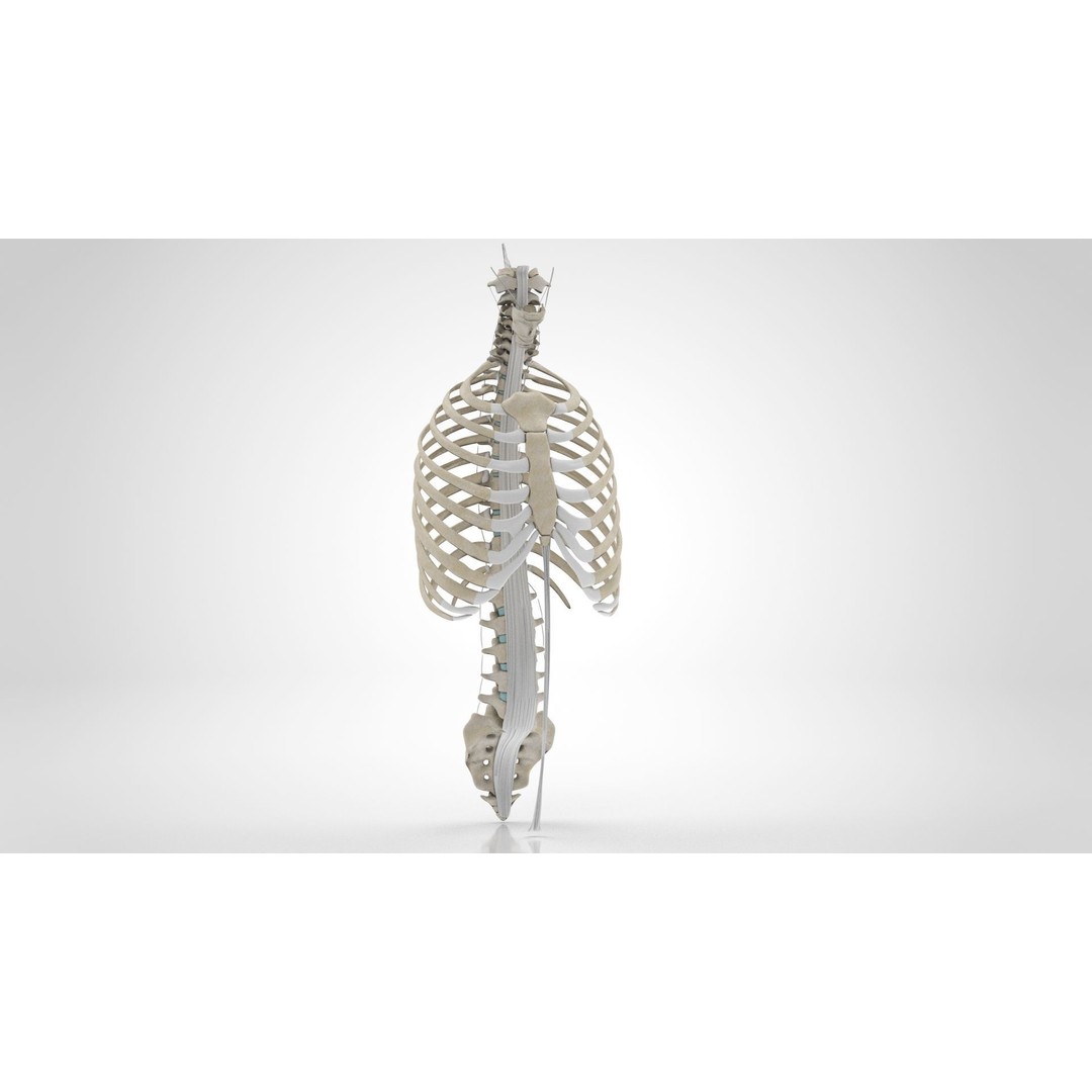Human Trunk with Ligaments 3D Model – High-Quality Medical Asset, FBX - View 11
