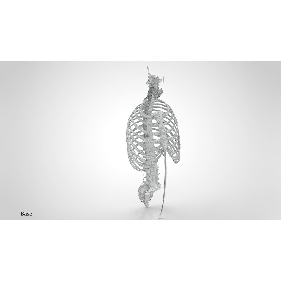 Human Trunk with Ligaments 3D Model – High-Quality Medical Asset, FBX - View 16