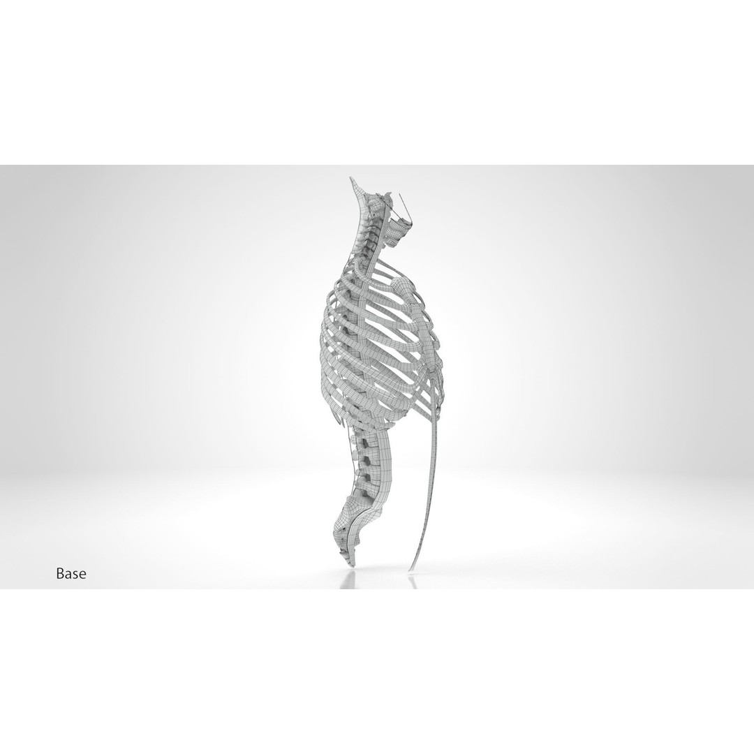 Human Trunk with Ligaments 3D Model – High-Quality Medical Asset, FBX - View 17