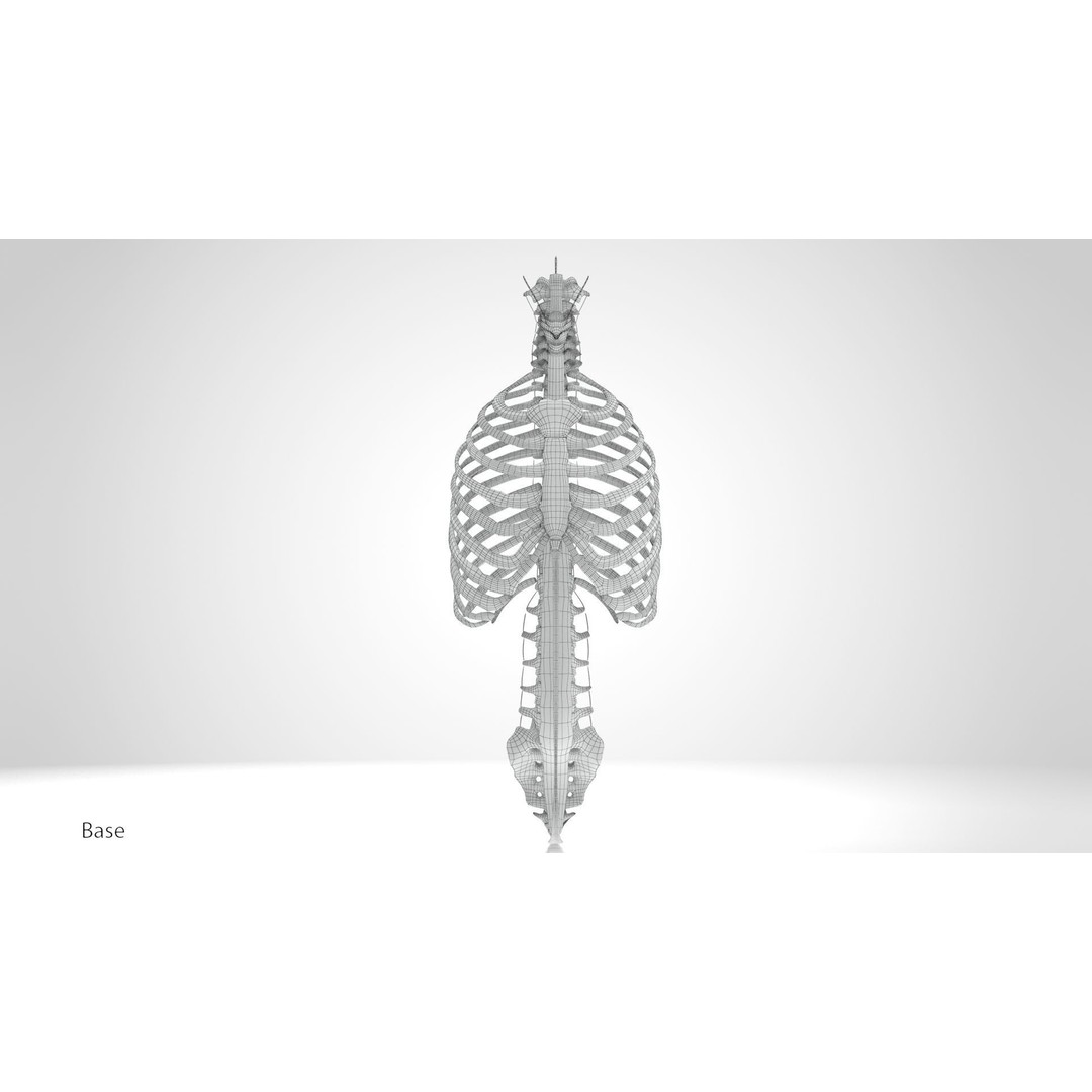 Human Trunk with Ligaments 3D Model – High-Quality Medical Asset, FBX - View 18