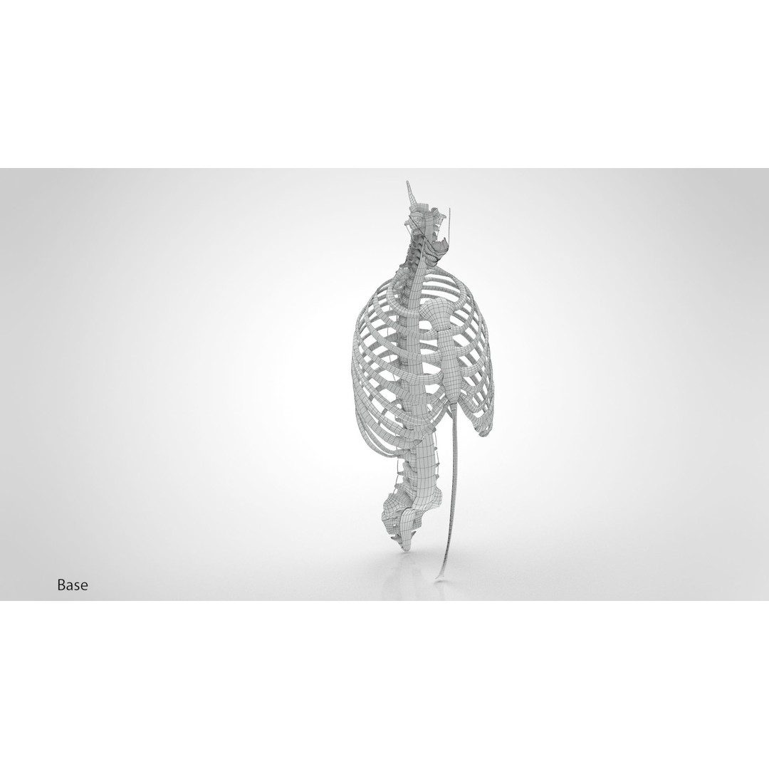Human Trunk with Ligaments 3D Model – High-Quality Medical Asset, FBX - View 19