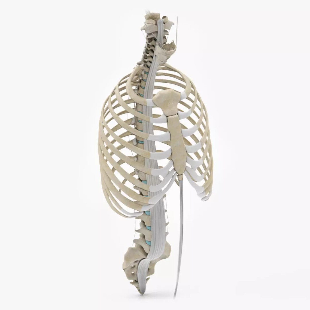 Human Trunk with Ligaments 3D Model – High-Quality Medical Asset, FBX - View 2