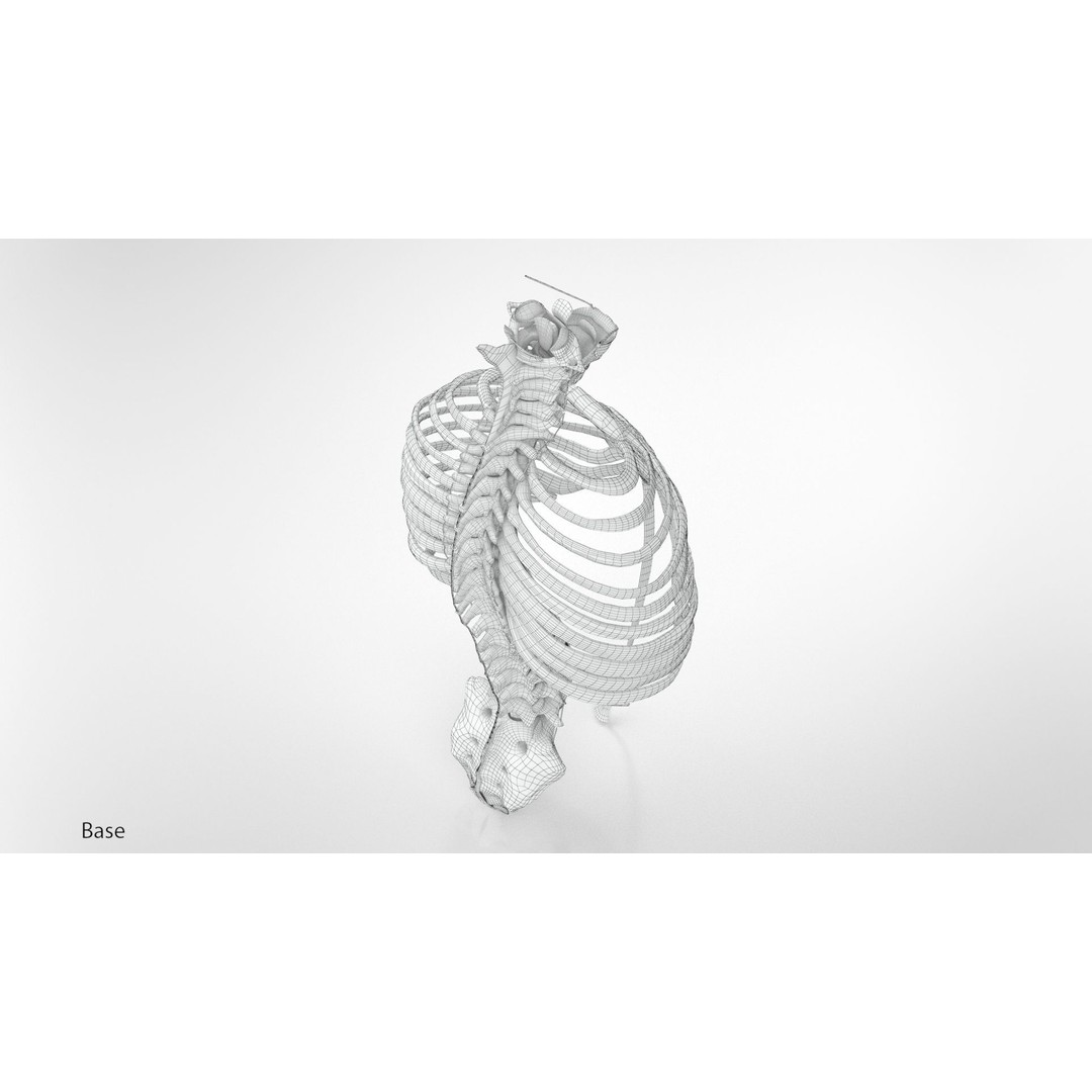Human Trunk with Ligaments 3D Model – High-Quality Medical Asset, FBX - View 20
