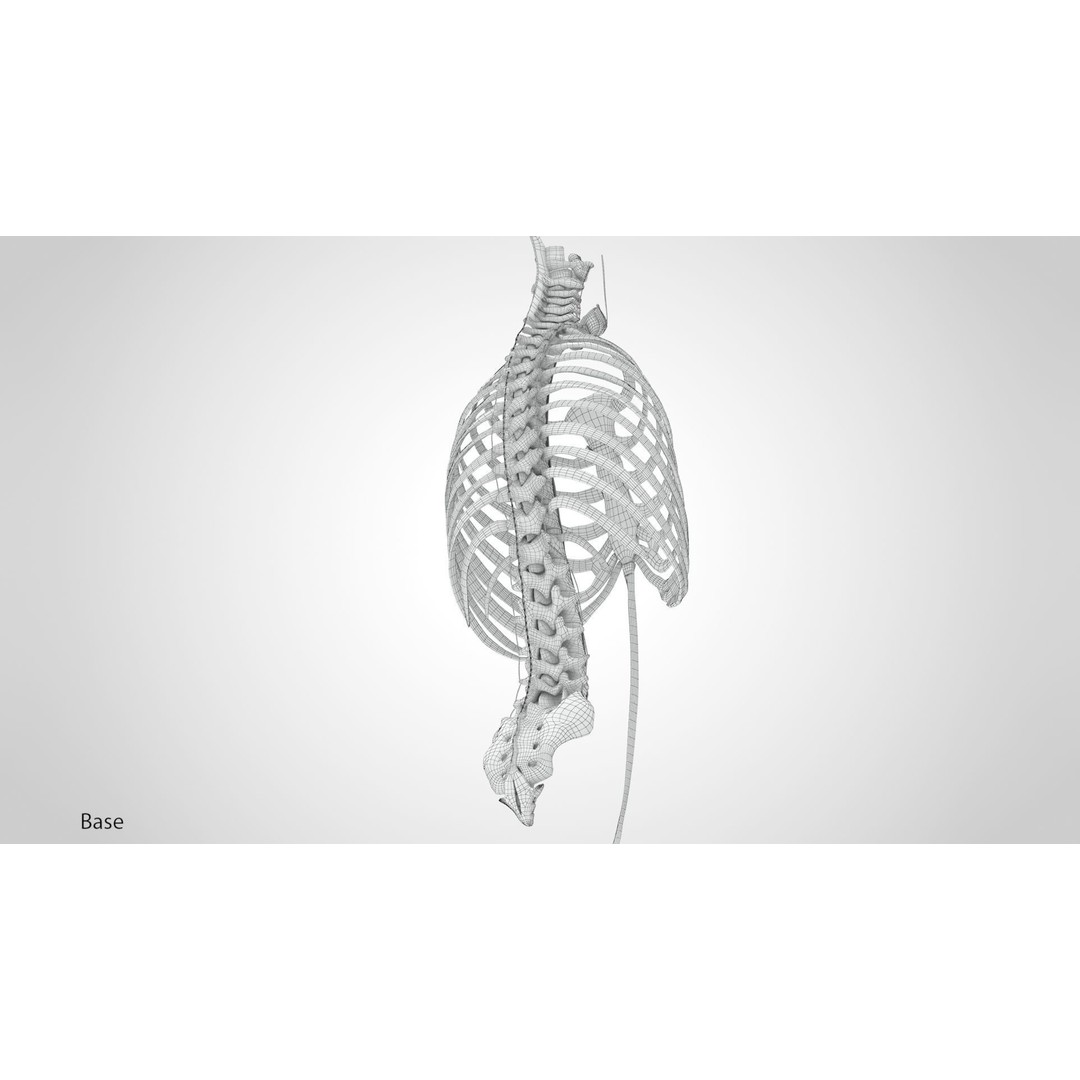 Human Trunk with Ligaments 3D Model – High-Quality Medical Asset, FBX - View 21