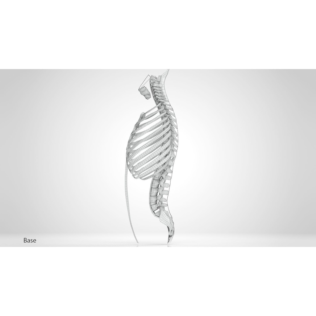Human Trunk with Ligaments 3D Model – High-Quality Medical Asset, FBX - View 22