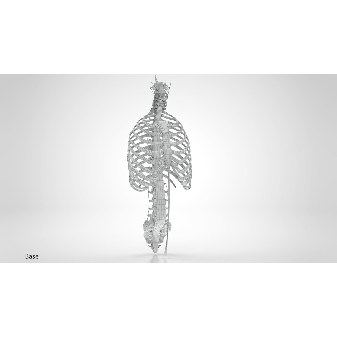 Human Trunk with Ligaments 3D Model – High-Quality Medical Asset, FBX - View 23