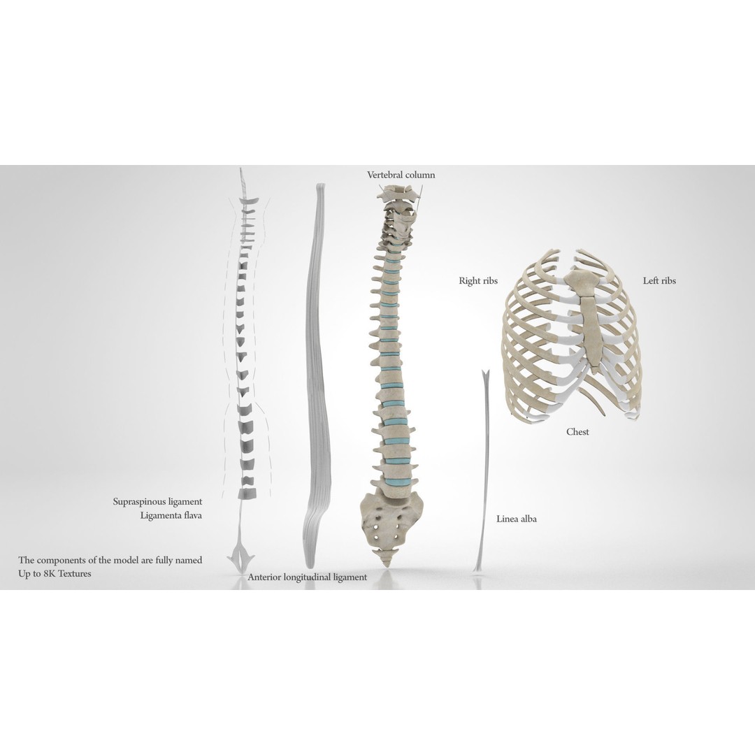 Human Trunk with Ligaments 3D Model – High-Quality Medical Asset, FBX - View 3
