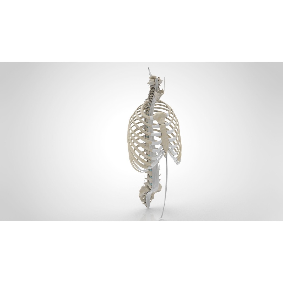 Human Trunk with Ligaments 3D Model – High-Quality Medical Asset, FBX - View 4