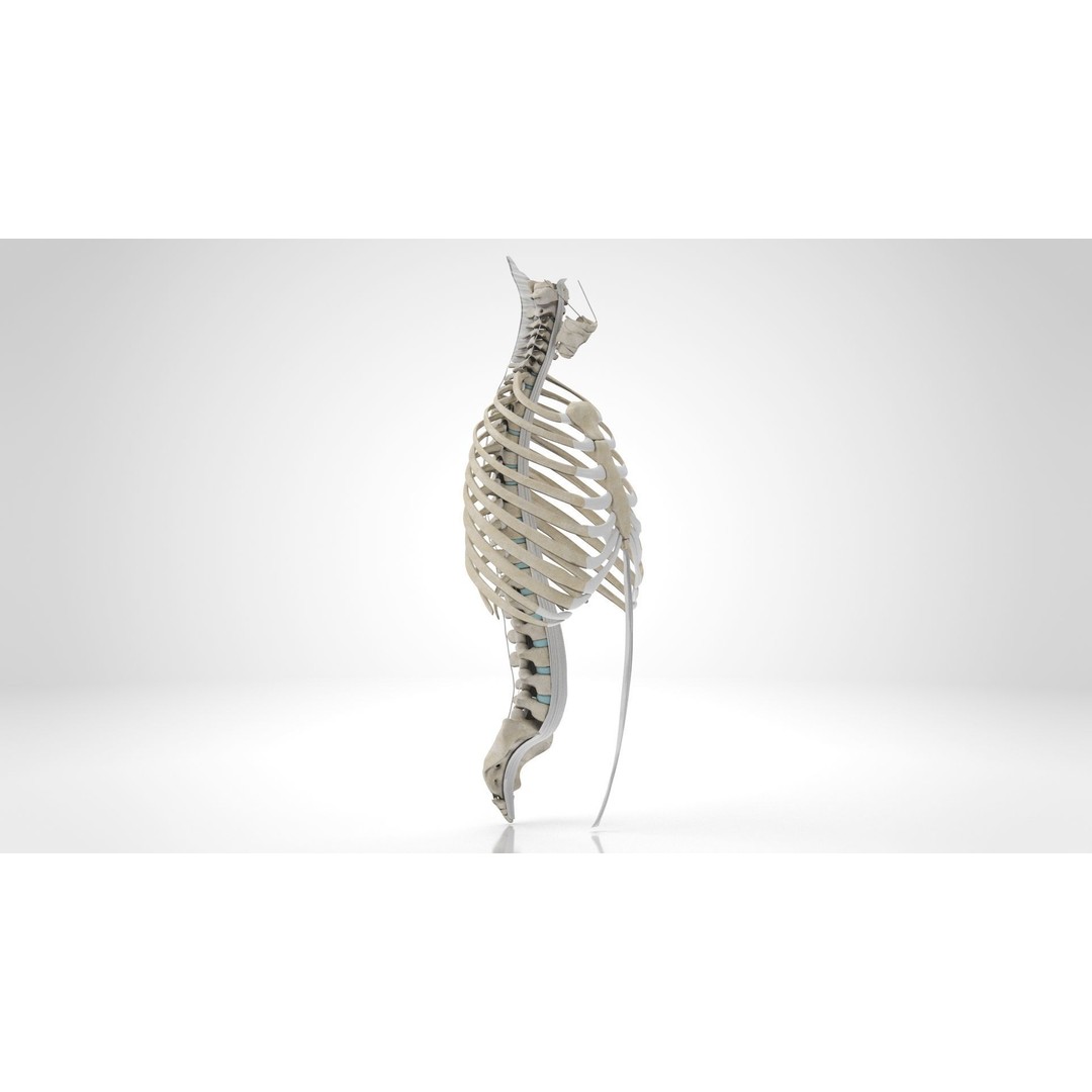 Human Trunk with Ligaments 3D Model – High-Quality Medical Asset, FBX - View 5
