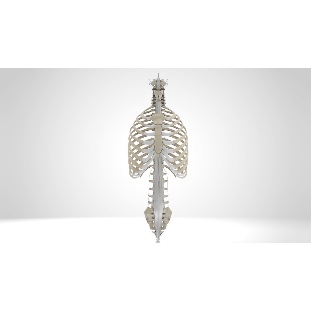 Human Trunk with Ligaments 3D Model – High-Quality Medical Asset, FBX - View 6
