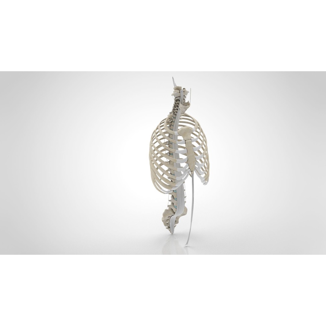 Human Trunk with Ligaments 3D Model – High-Quality Medical Asset, FBX - View 7