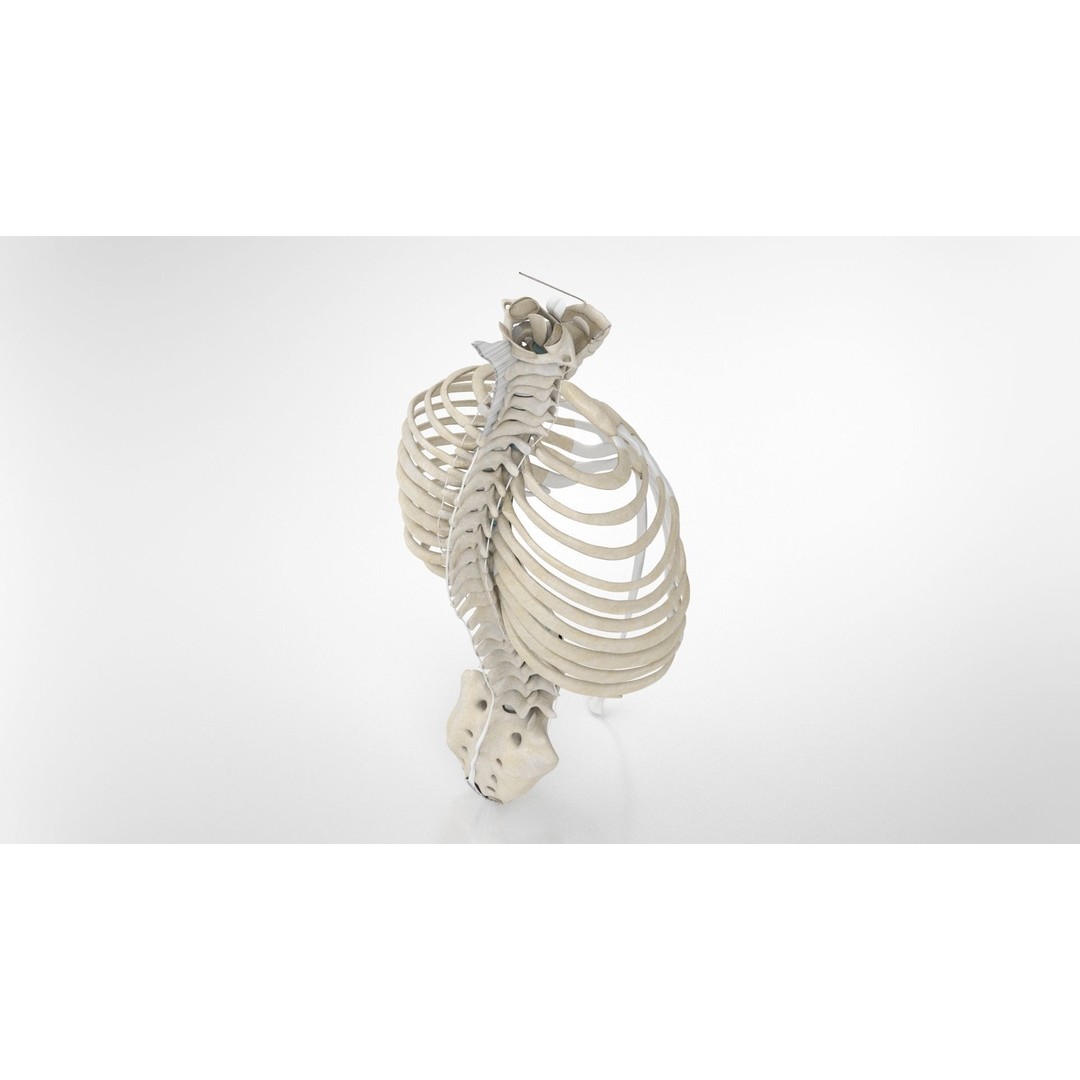Human Trunk with Ligaments 3D Model – High-Quality Medical Asset, FBX - View 8