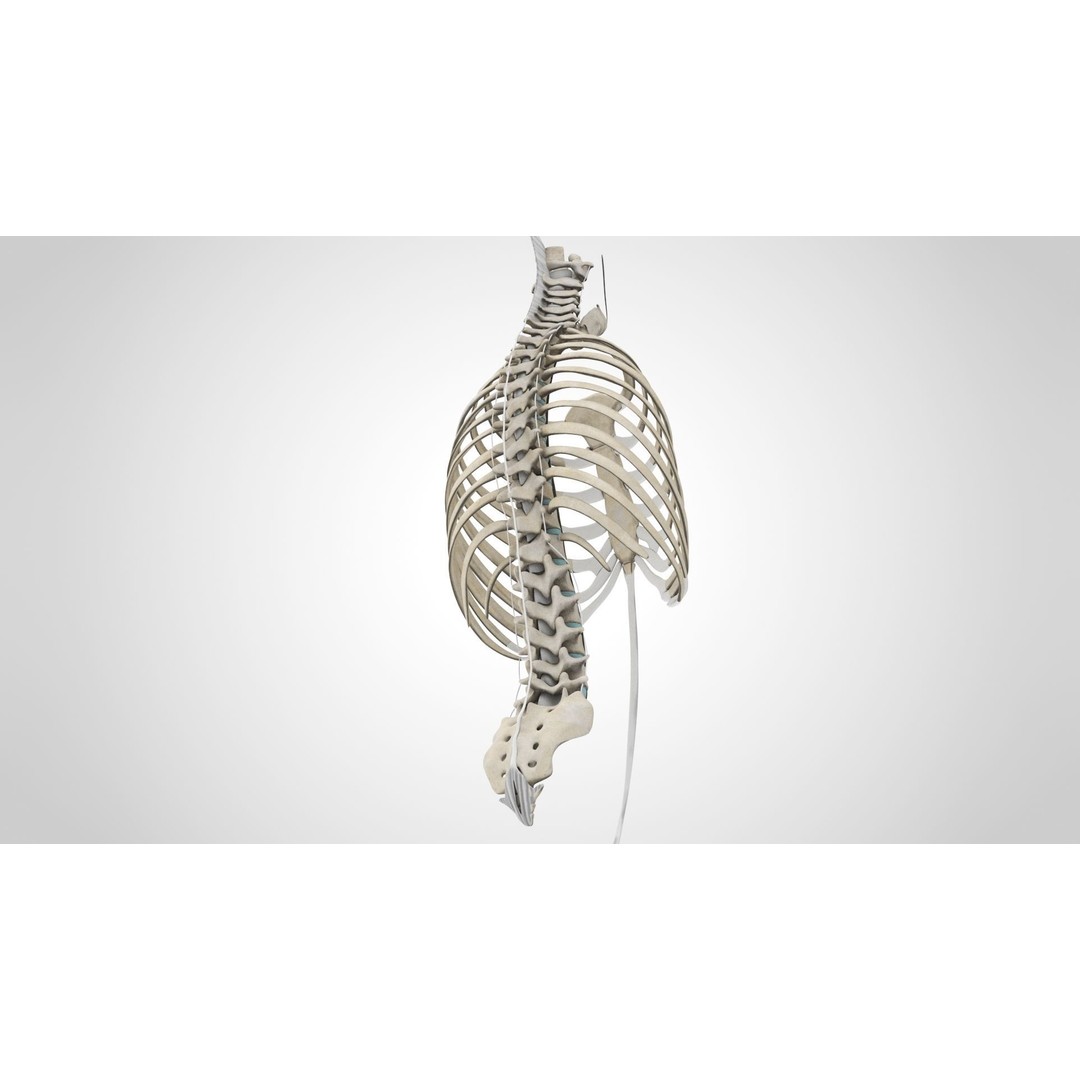 Human Trunk with Ligaments 3D Model – High-Quality Medical Asset, FBX - View 9