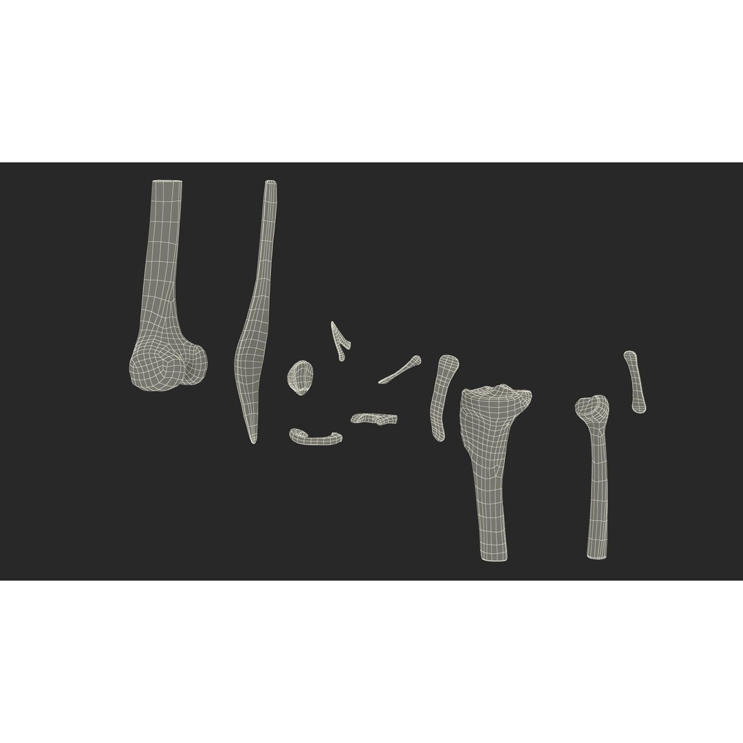 Knee Joint 3D Model – Rigged Anatomical Asset for Medical Use