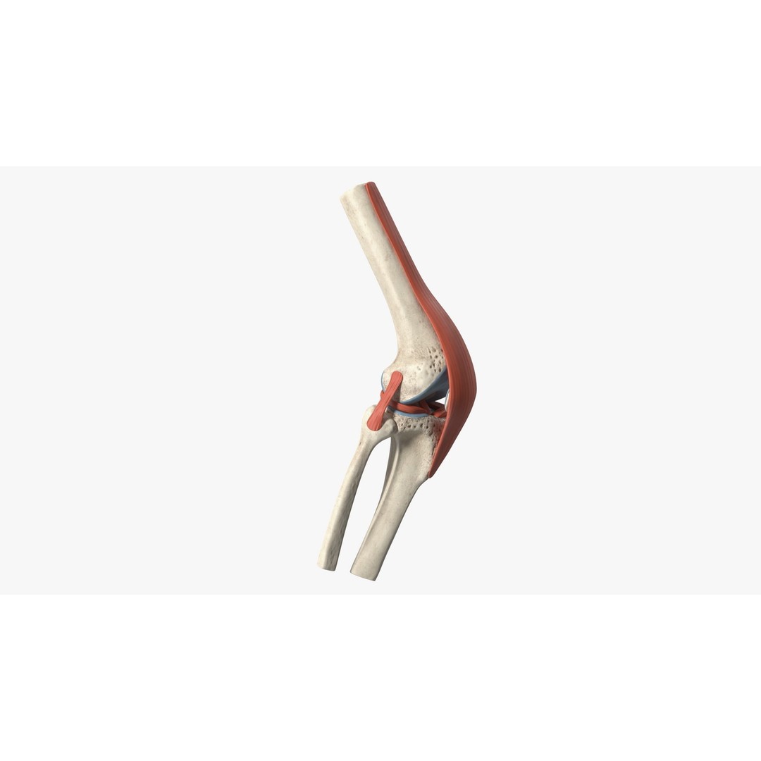 Knee Joint 3D Model – Rigged Anatomical Asset for Medical Use - View 10