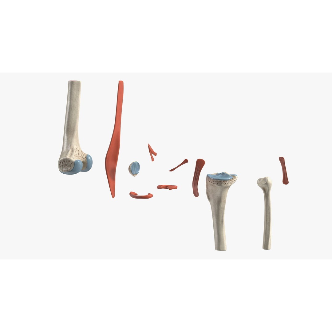 Knee Joint 3D Model – Rigged Anatomical Asset for Medical Use - View 11