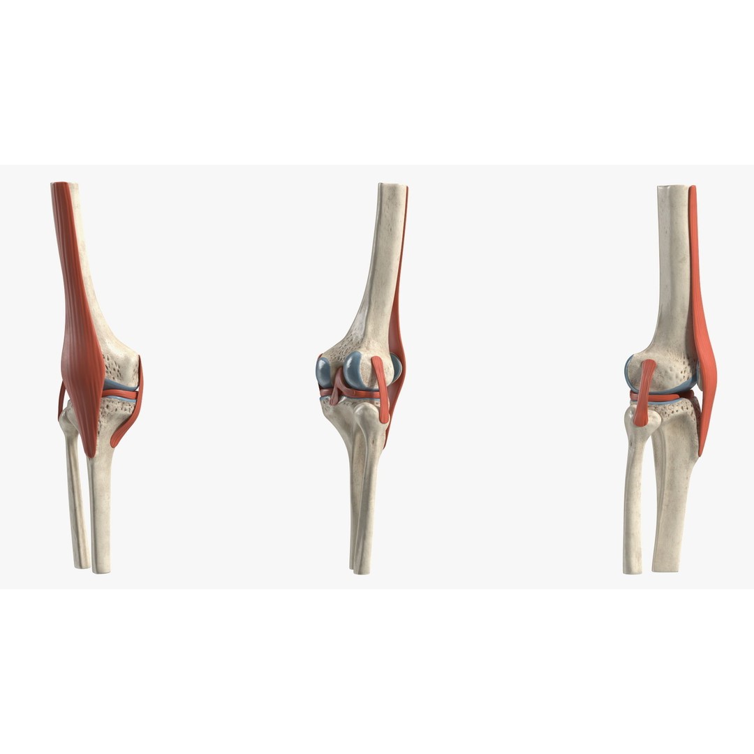 Knee Joint 3D Model – Rigged Anatomical Asset for Medical Use - View 12