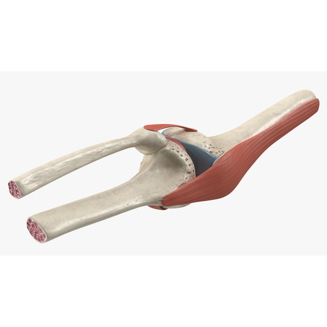 Knee Joint 3D Model – Rigged Anatomical Asset for Medical Use - View 13