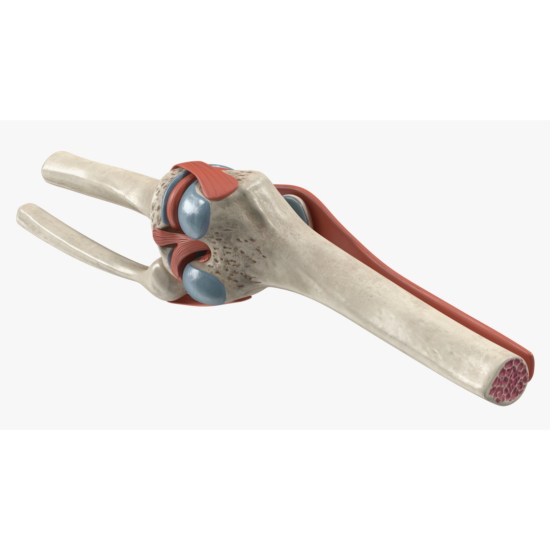 Knee Joint 3D Model – Rigged Anatomical Asset for Medical Use - View 14
