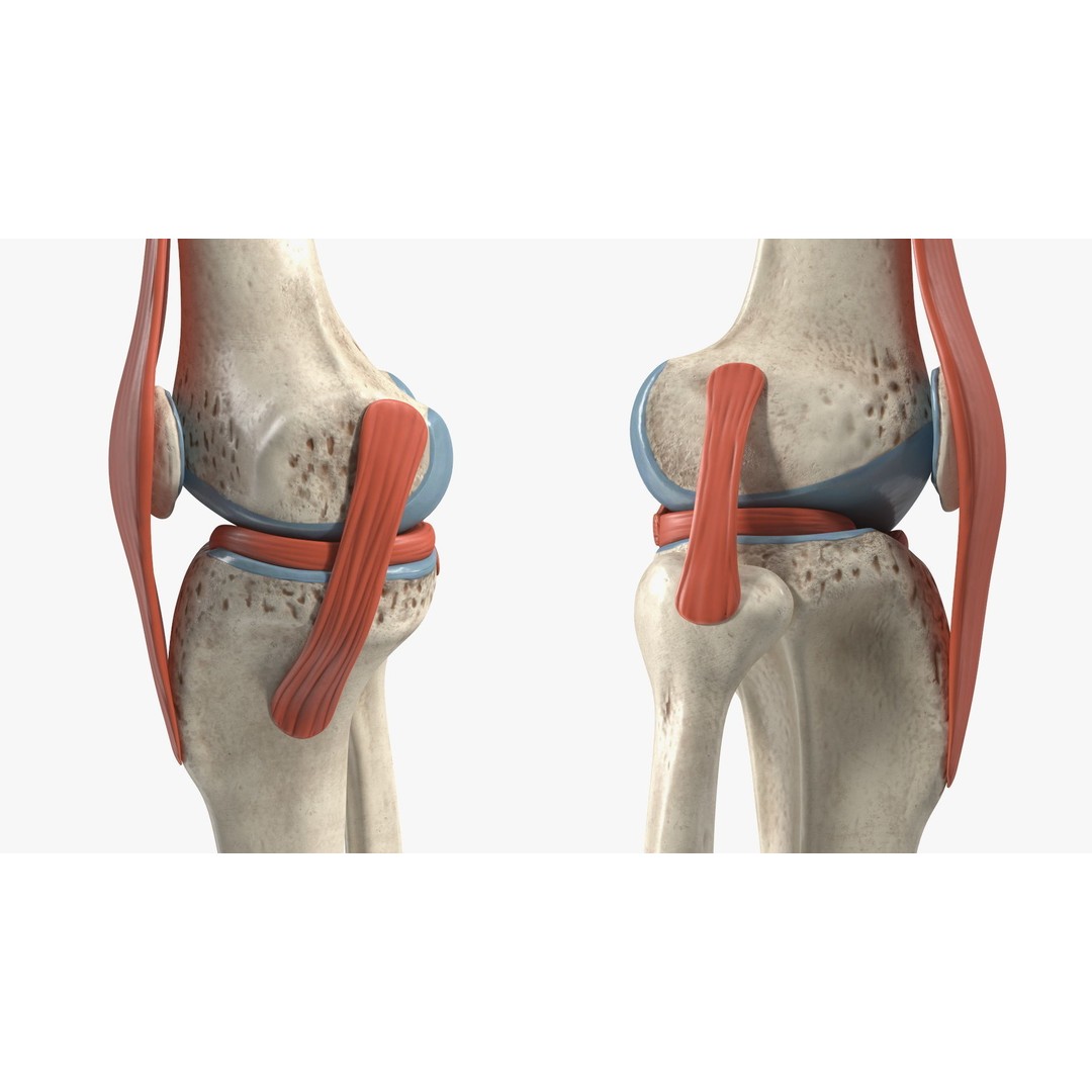 Knee Joint 3D Model – Rigged Anatomical Asset for Medical Use - View 15