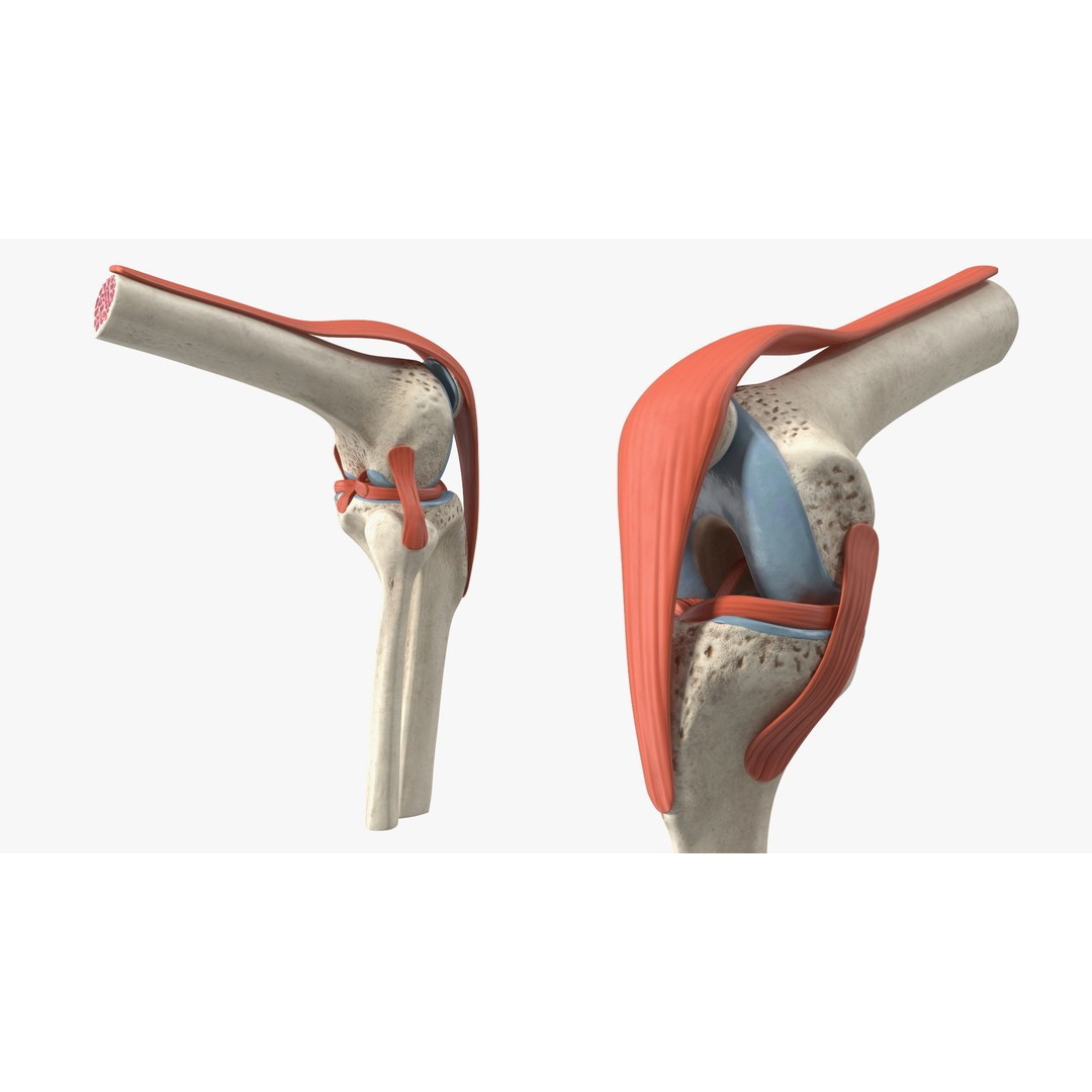Knee Joint 3D Model – Rigged Anatomical Asset for Medical Use - View 16