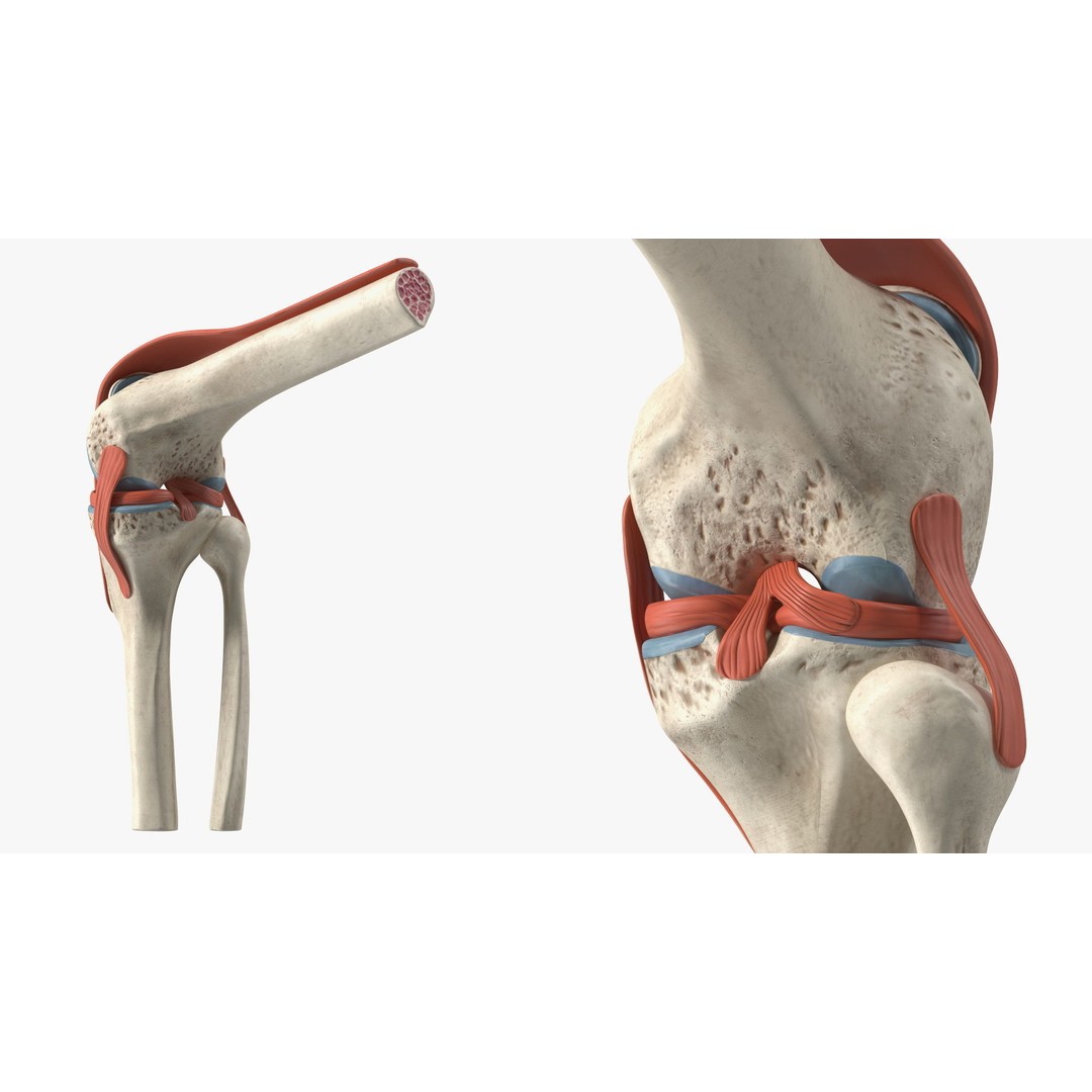 Knee Joint 3D Model – Rigged Anatomical Asset for Medical Use - View 17
