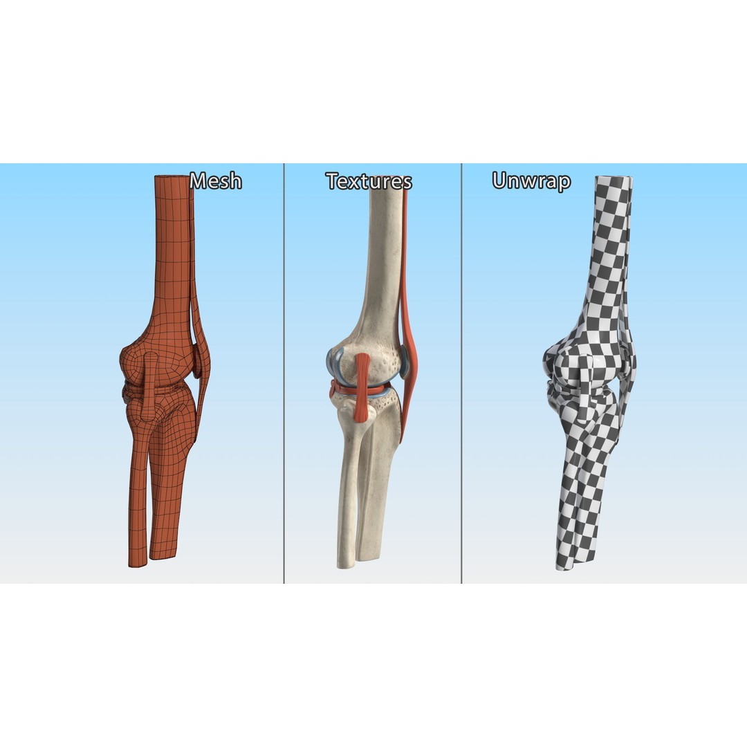 Knee Joint 3D Model – Rigged Anatomical Asset for Medical Use - View 18