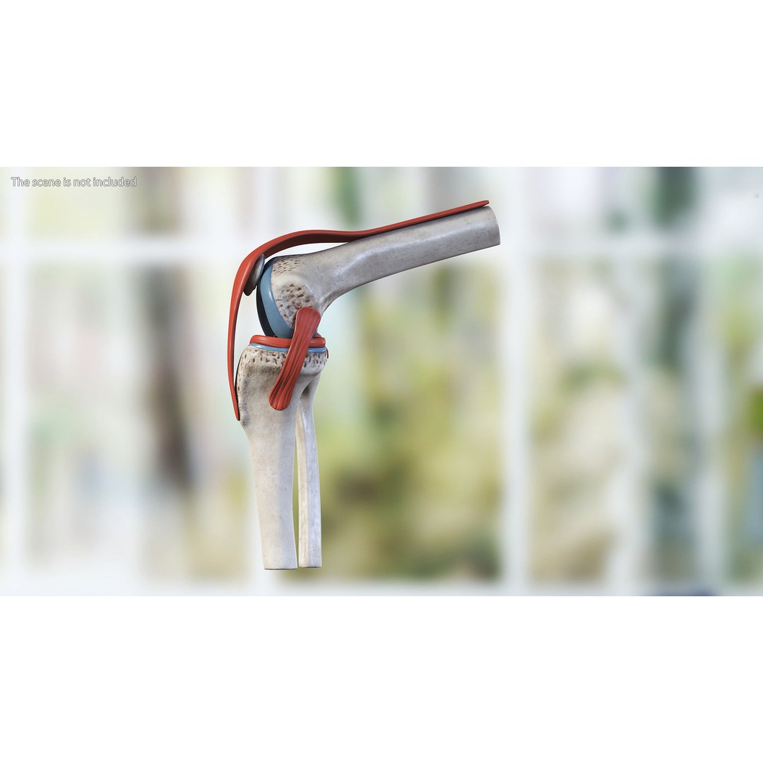 Knee Joint 3D Model – Rigged Anatomical Asset for Medical Use - View 2