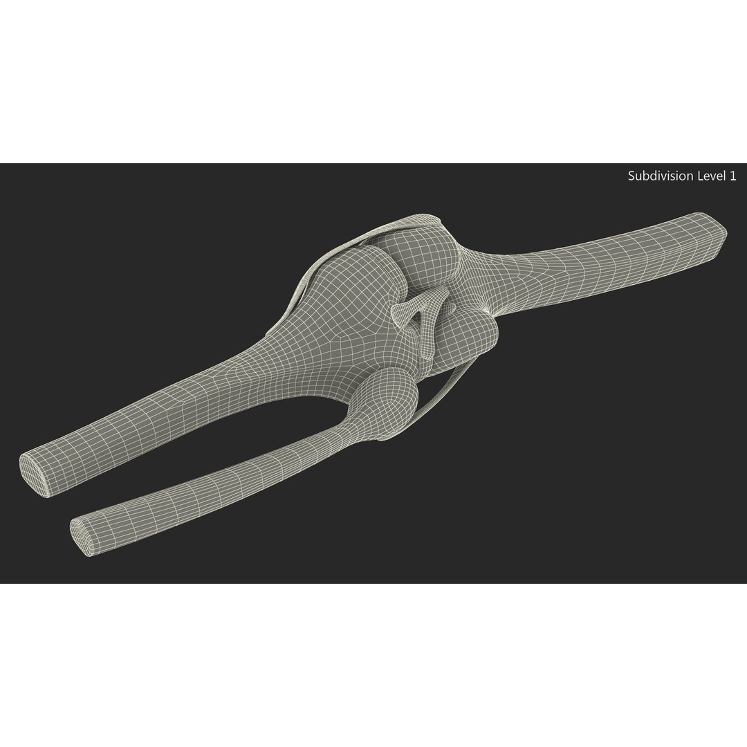 Knee Joint 3D Model – Rigged Anatomical Asset for Medical Use - View 20