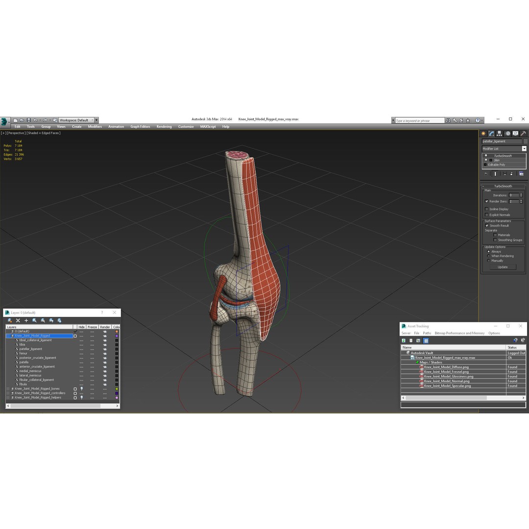 Knee Joint 3D Model – Rigged Anatomical Asset for Medical Use - View 23