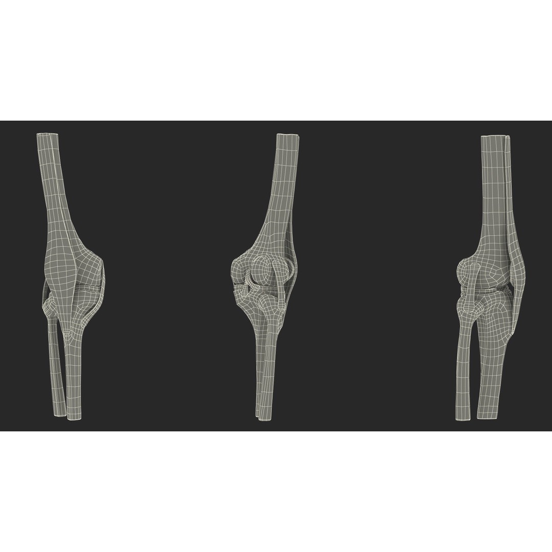Knee Joint 3D Model – Rigged Anatomical Asset for Medical Use - View 24
