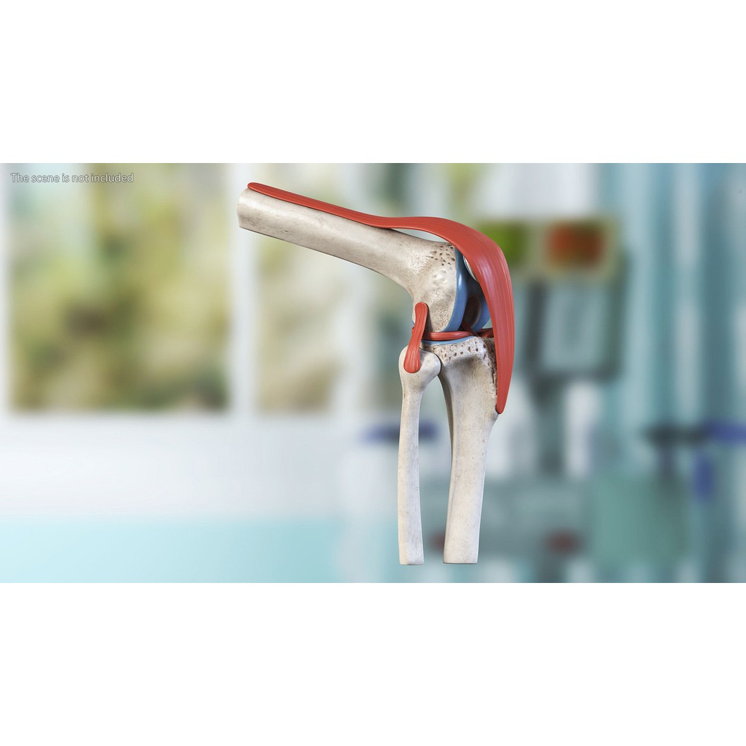 Knee Joint 3D Model – Rigged Anatomical Asset for Medical Use - View 3