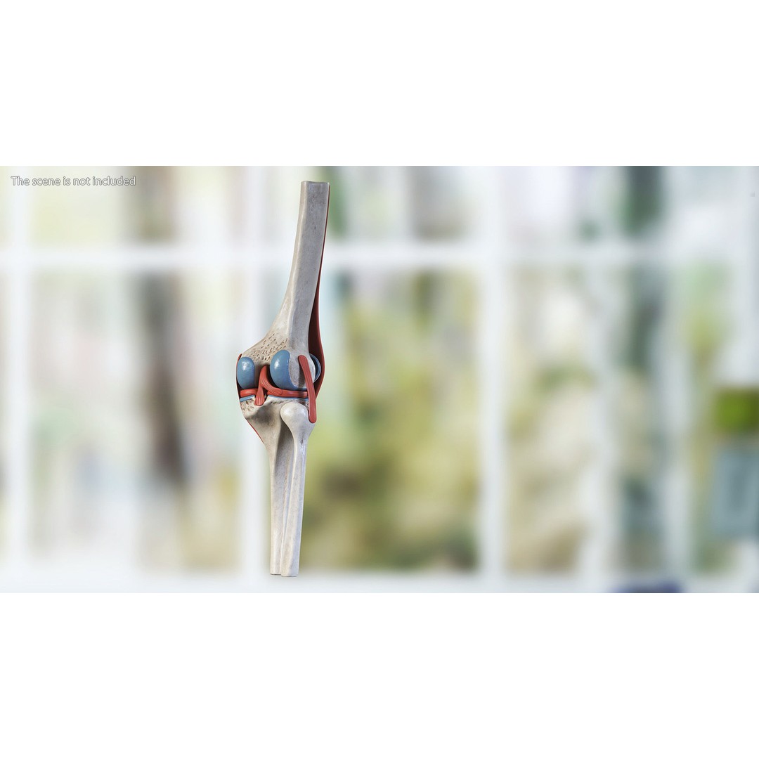 Knee Joint 3D Model – Rigged Anatomical Asset for Medical Use - View 4