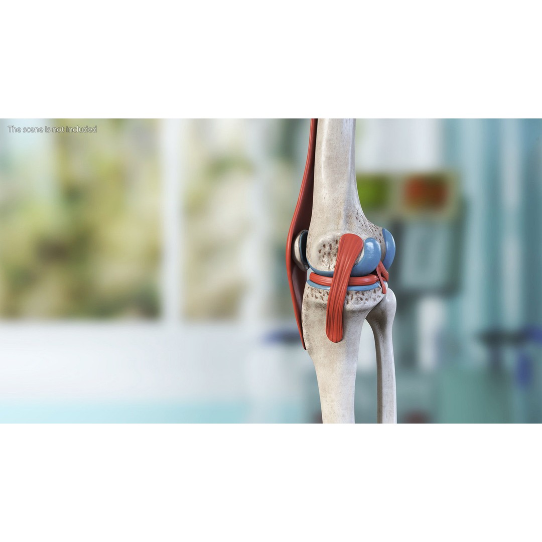 Knee Joint 3D Model – Rigged Anatomical Asset for Medical Use - View 5