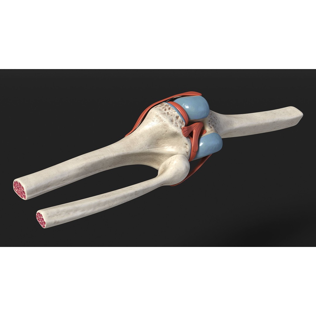 Knee Joint 3D Model – Rigged Anatomical Asset for Medical Use - View 6