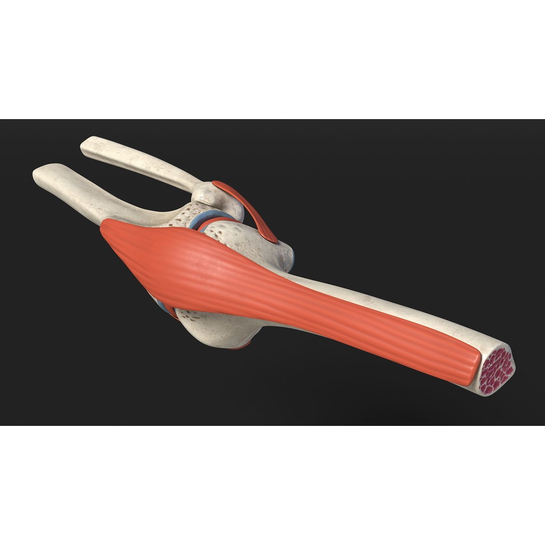 Knee Joint 3D Model – Rigged Anatomical Asset for Medical Use - View 7
