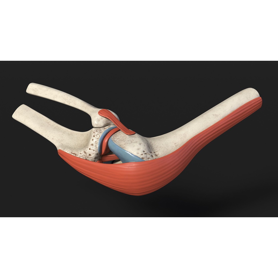 Knee Joint 3D Model – Rigged Anatomical Asset for Medical Use - View 8